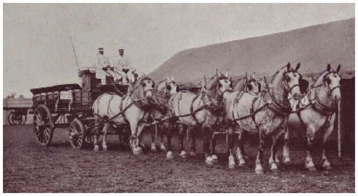 Armour`s World Famous Gray Percheron Horses